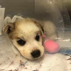 Fundraising Page: Funds for Pets Rescue